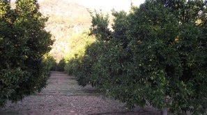 ROWS OF CLEMENTINE TREES